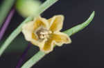 Coastal groundcherry